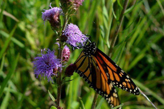 Tanaman northern blazing star (inaturalist.org/Evan Barker)