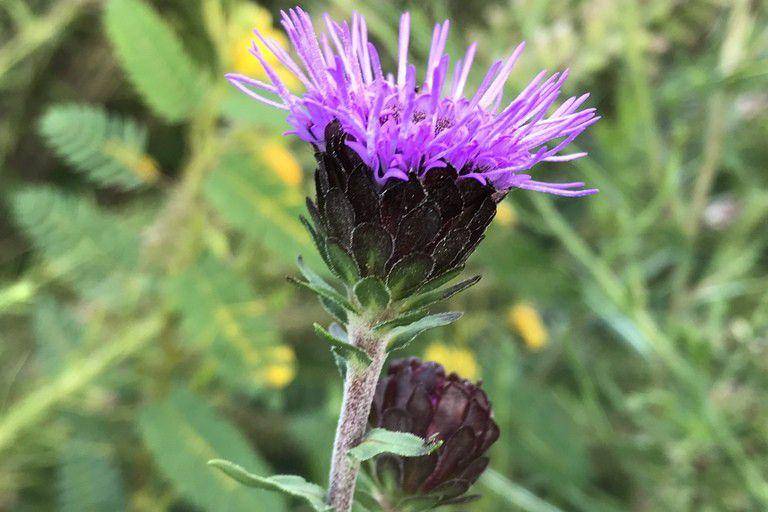 Tanaman northern blazing star (inaturalist.org/Robb Hannawacker )
