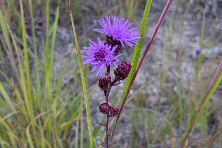 Tanaman northern blazing star (inaturalist.org/Tiffany)