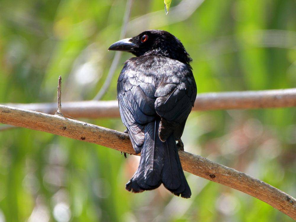 srigunting lencana (inaturalist.org/Graham Winterflood)