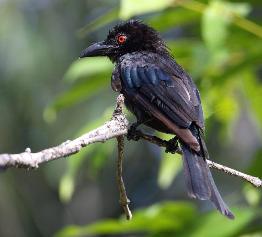 srigunting lencana (inaturalist.org/Graham Winterflood)
