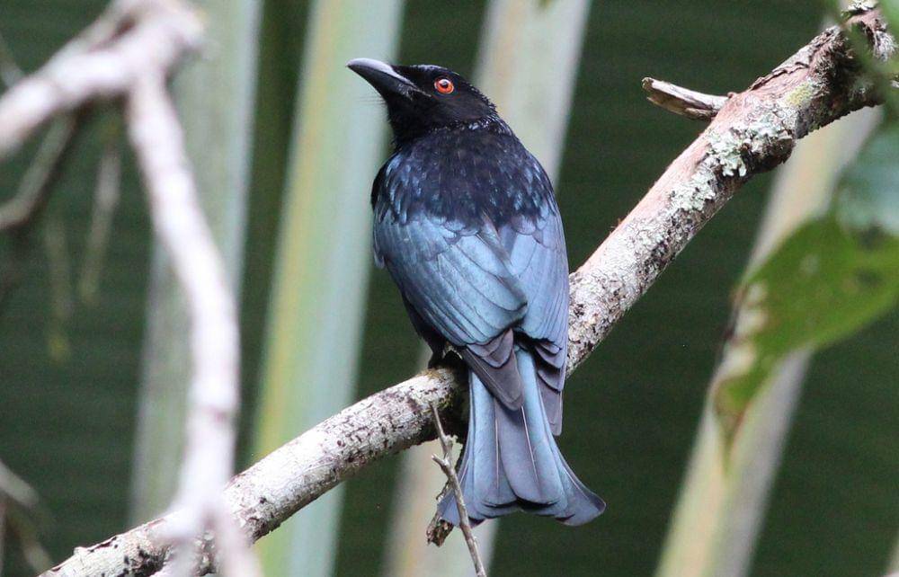 srigunting lencana (inaturalist.org/Gary T Leavens)