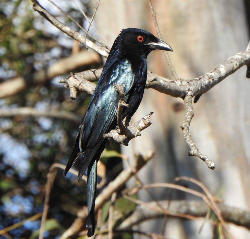 srigunting lencana (inaturalist.org/Gary Tasney)