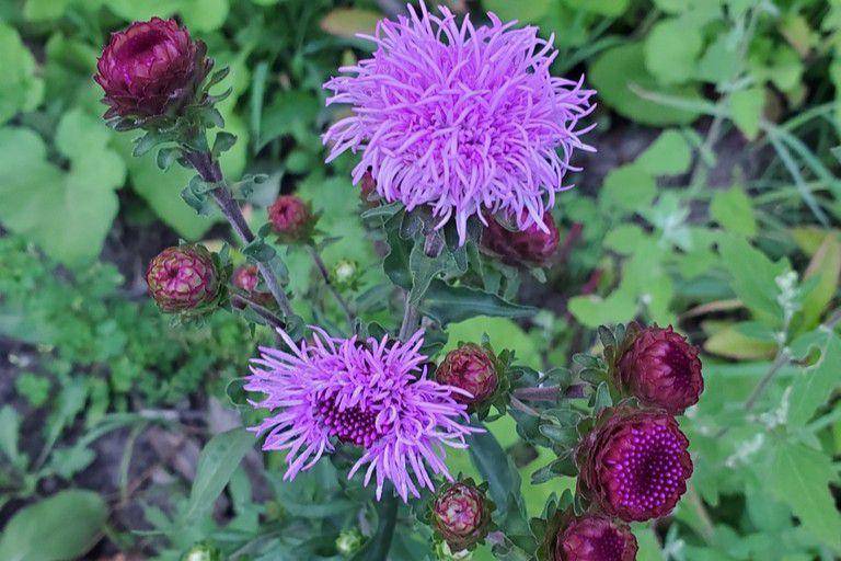 Tanaman northern blazing star (inaturalist.org/Envirosue)