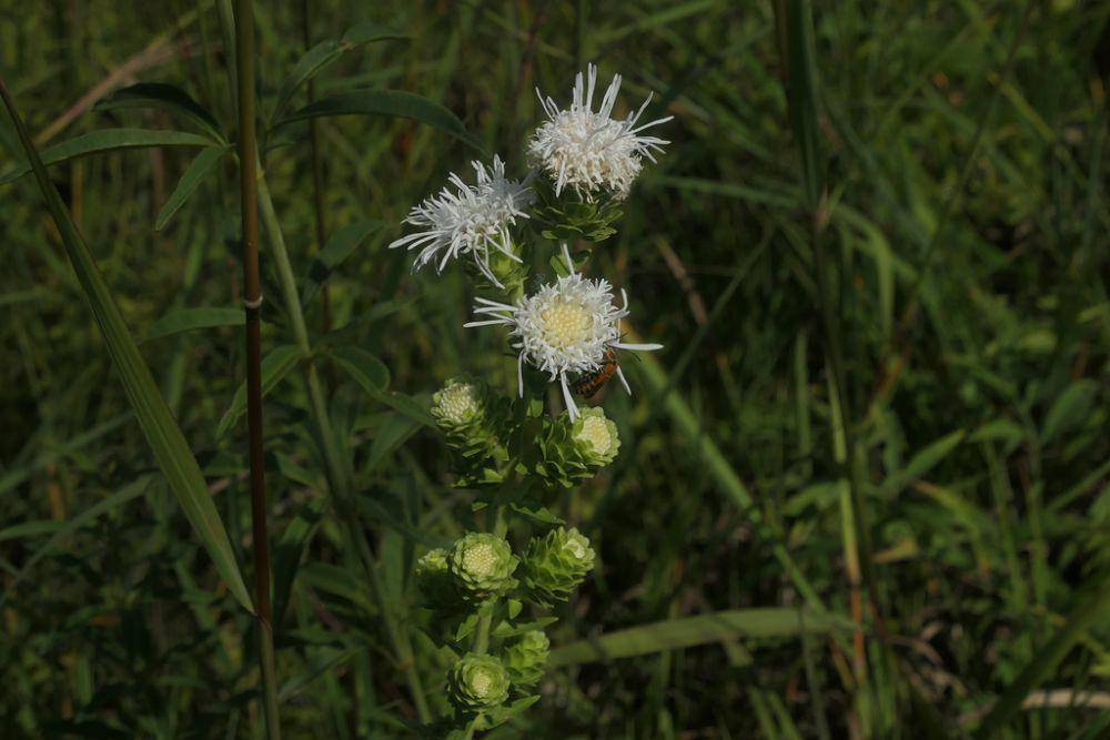 Tanaman northern blazing star (inaturalist.org/Todd Eiben)