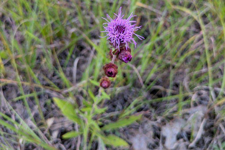 Tanaman northern blazing star (inaturalist.org/Tiffany)