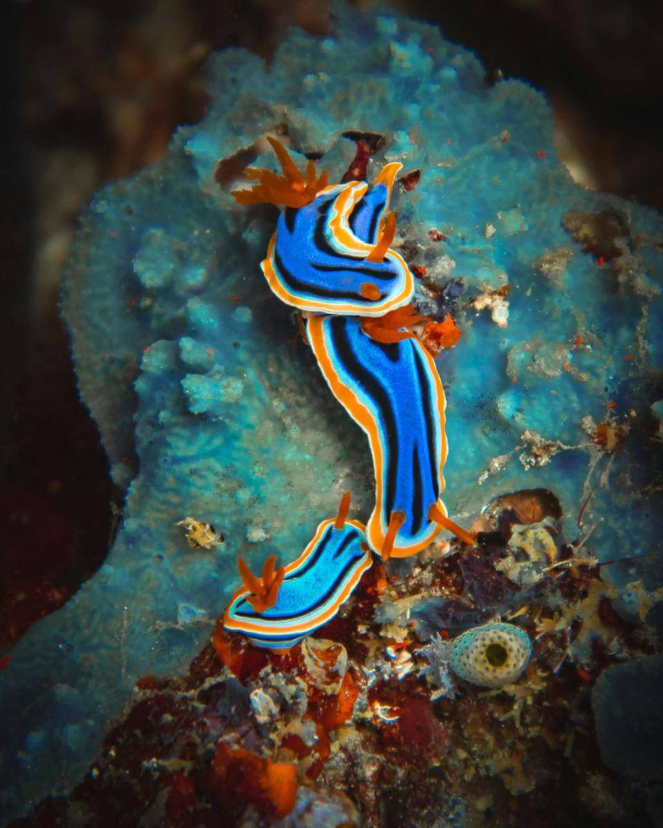 nudibranch dengan warna mencolok (unsplash.com/Mikhail Preobrazhenskiy)