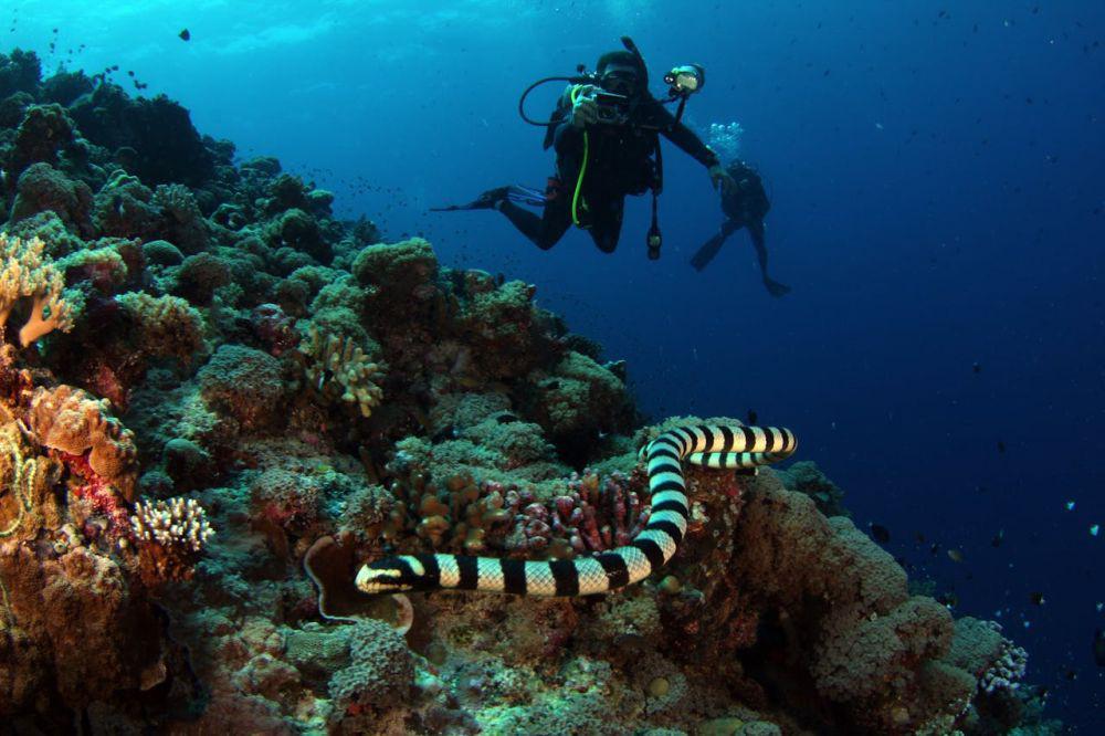 Cara Menghindari Serangan Ular Laut, Jaga Jarak dan Tetap Tenang