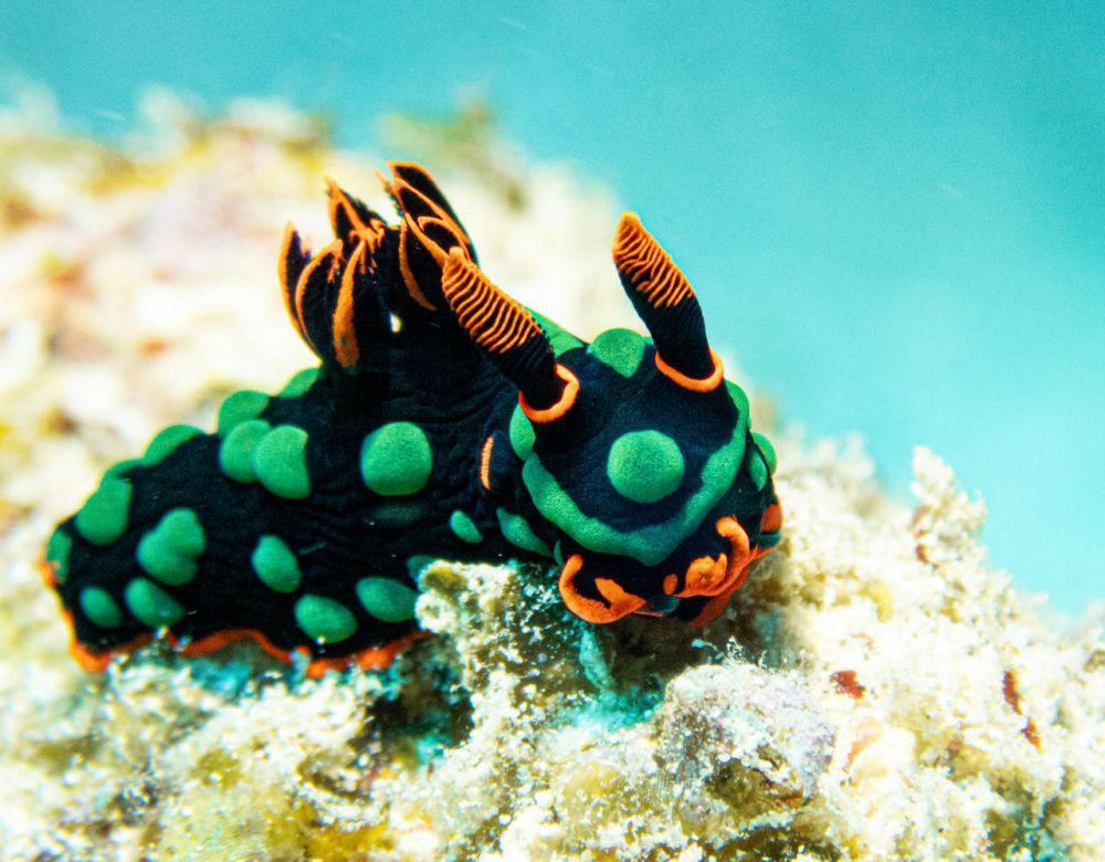 5 Fakta Menarik Nudibranch, Siput Laut yang Bisa Mencuri Racun