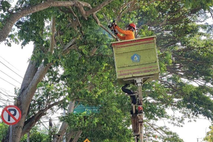 Mitigasi Cuaca Ekstrem, BPBD Bali Lakukan Perompesan Pohon