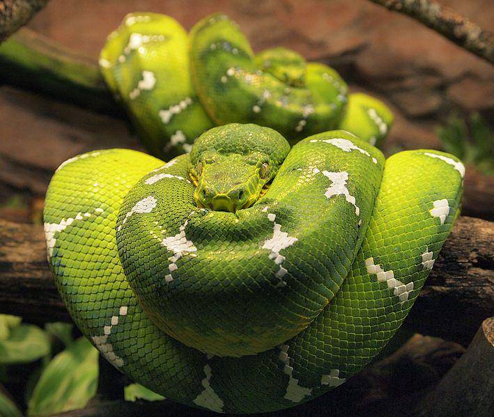 Ular boa pohon hijau (commons.wikimedia.org/Tiia Monto)