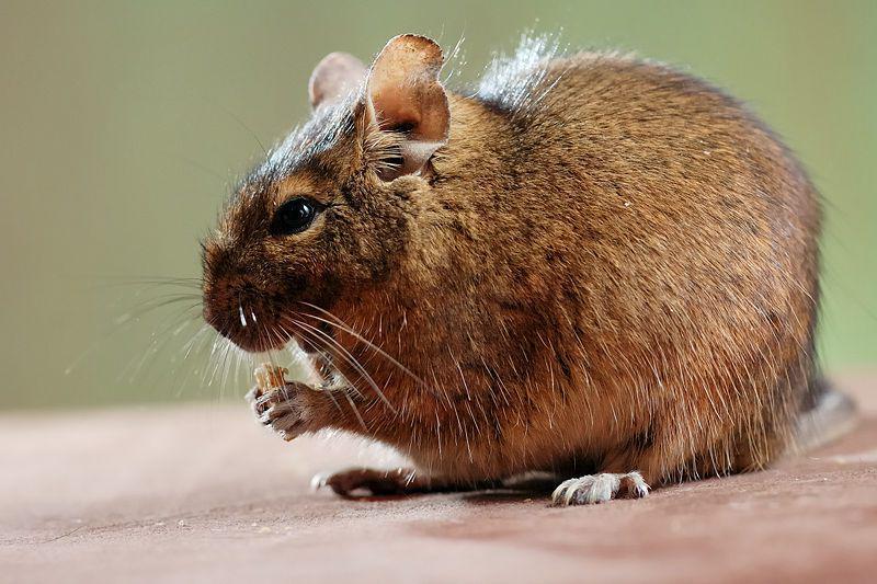 7 Fakta Degu, Hewan Pengerat Mungil yang Suka Memakan Feses