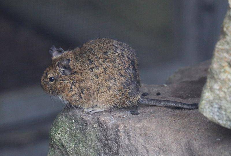 Degu (commons.wikimedia.org/Rufus46)