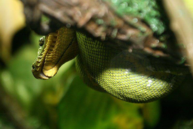 Ular boa pohon hijau (commons.wikimedia.org/Cliff)