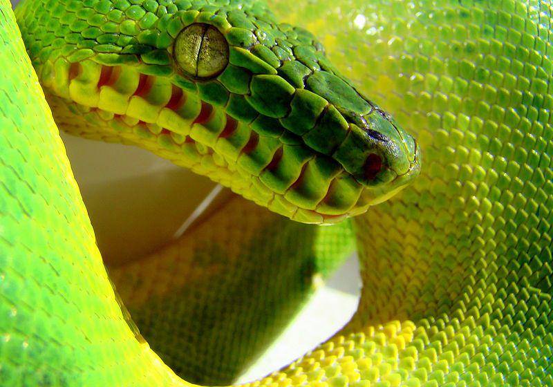 Ular boa pohon hijau (commons.wikimedia.org/Pogrebnoj-Alexandroff)