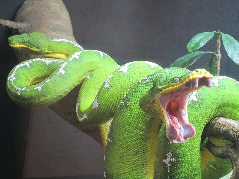 Ular boa pohon hijau (commons.wikimedia.org/Nate J E)