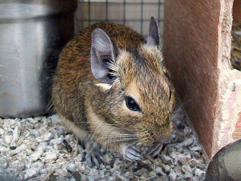 Degu (commons.wikimedia.org/AnemoneProjectors)