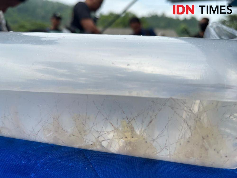 Pola Penyelundupan BBL di Lampung, Dirjen PSDKP: Dominan ke Vietnam