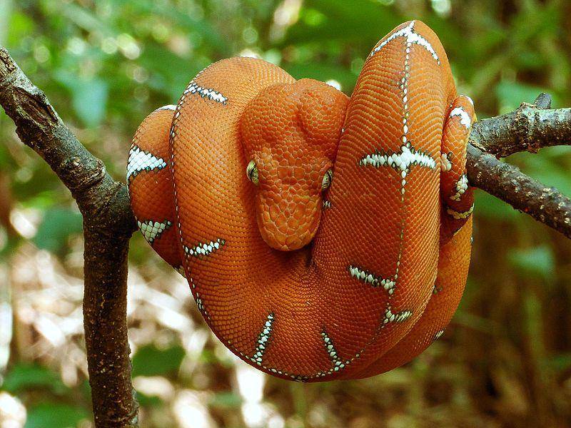 Ular boa pohon hijau muda (commons.wikimedia.org/Rafael Rodrigues Camargo)
