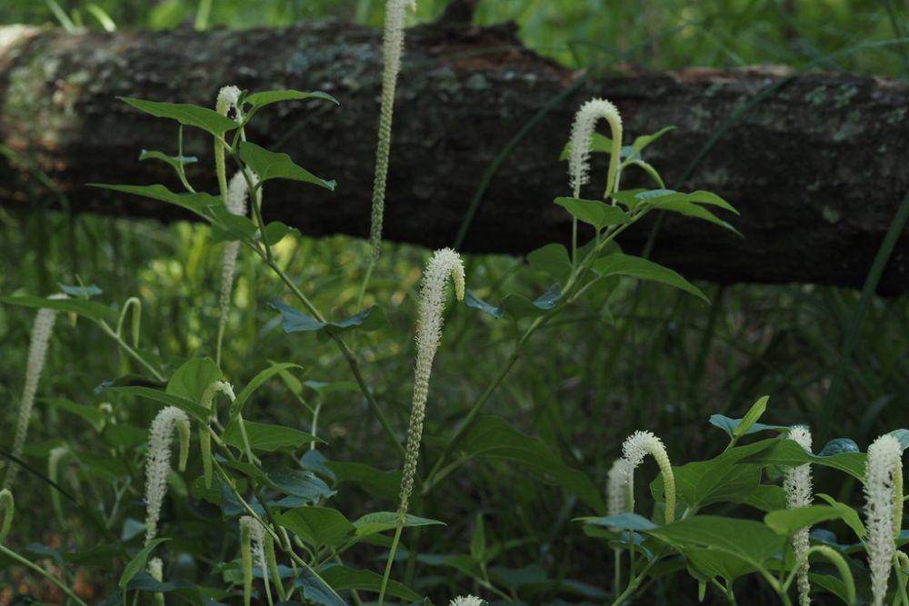 Tanaman lizard's tail (inaturalist.org/Turner Brockman)