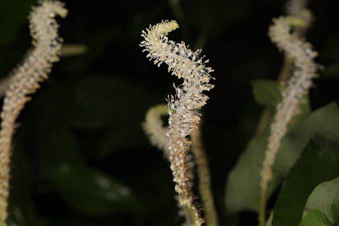 Tanaman lizard's tail (inaturalist.org/Judy Gallagher)