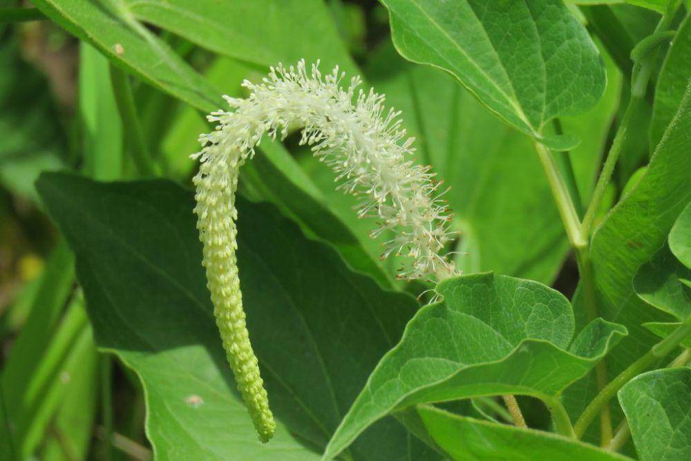 Tanaman lizard's tail (inaturalist.org/Laura Clark)