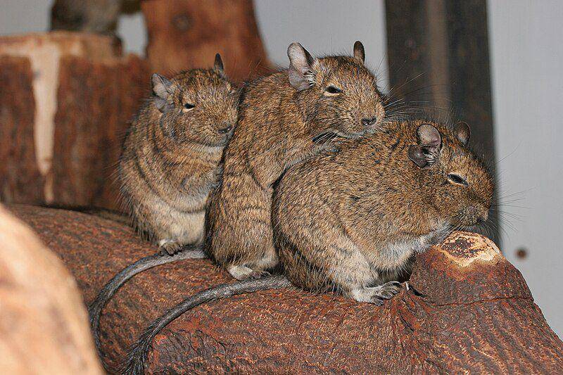 Degu (commons.wikimedia.org/Arjan Haverkamp)