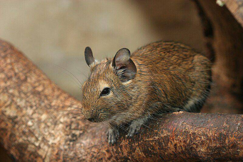 Degu (commons.wikimedia.org/Arjan Haverkamp)