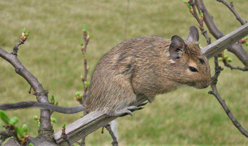 Degu (commons.wikimedia.org/Jacek555)