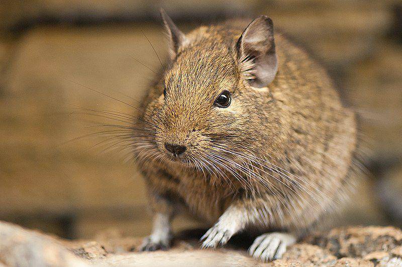 Degu (commons.wikimedia.org/Markus)