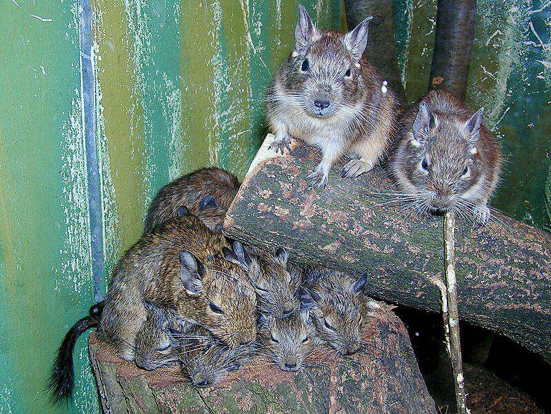 Degu (commons.wikimedia.org/NasserHalaweh)