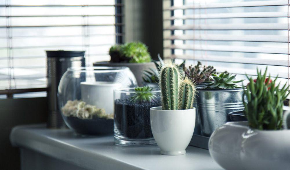 5 Tips Memilih Pot Tanaman Hias yang Tepat