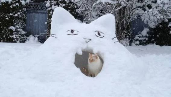 foto boneka salju kucing (reddit.com/amarmalik)