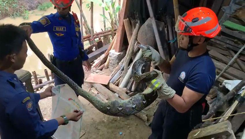 Warga Bojongleles Lebak Dihebohkan Penemuan Ular Sanca 3 Meter