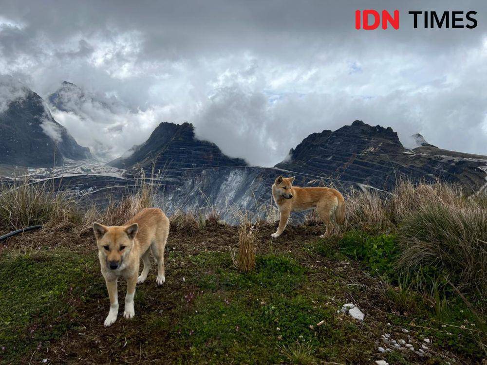 Singing Dog, hewan endemik pegunungan Papua yang sudah mulai muncul di Grasberg (IDN Times/Wahyu Kurniawan)