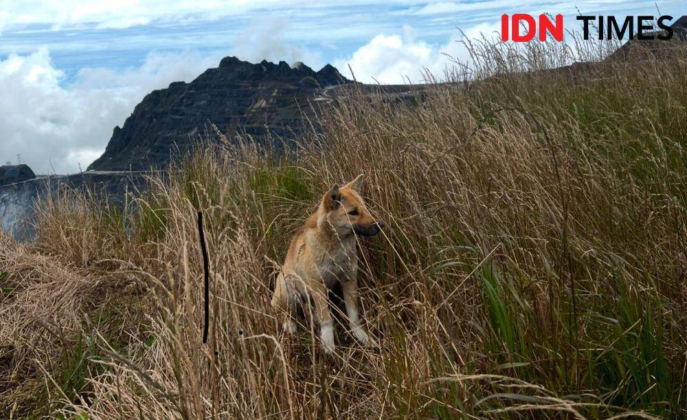 Jenis rerumputan di Grasberg Mine hasil reklamasi (IDN Times/Wahyu Kurniawan)