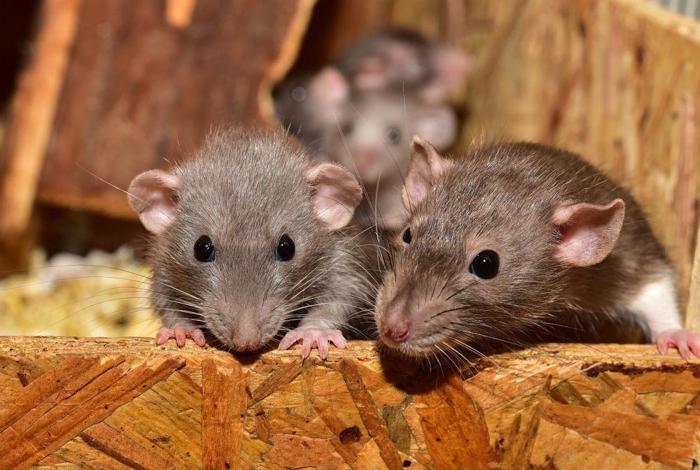 7 Kasus Leptospirosis Ditemukan di Kota Tangerang