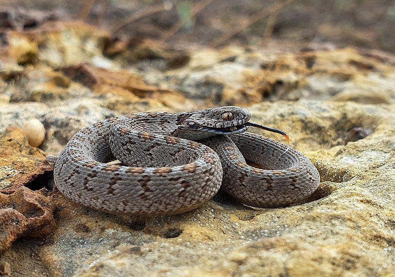 5 Fakta Ular Pemakan Telur, Struktur Mulutnya Mirip Sidik Jari