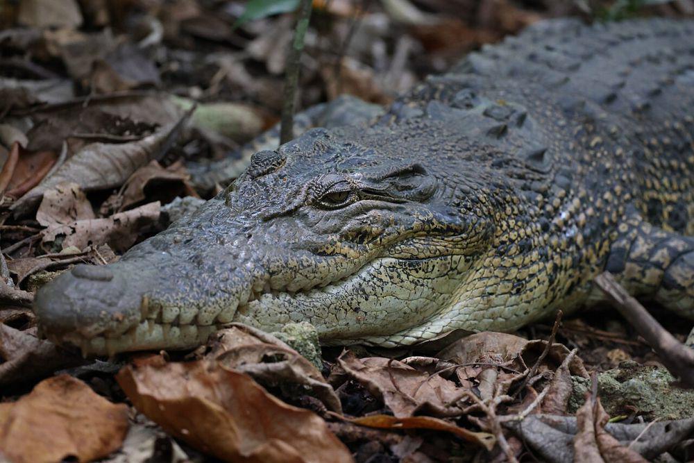 5 Perbedaan Buaya Siam dan Buaya Muara, Duel Maut Buaya Asli Indonesia