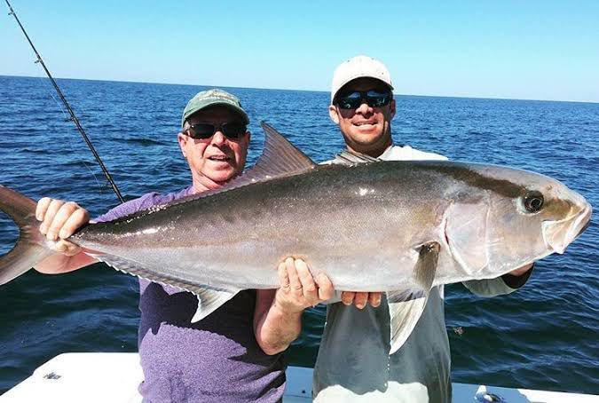 5 Fakta Amberjack dari Family Carangidae, Ikan Laut Populer!