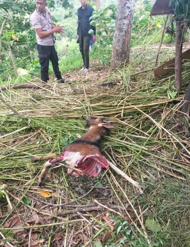 Harimau Sumatera Mangsa Kambing di Pesibar, Warga Diminta Waspada