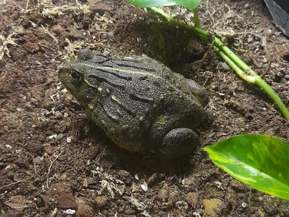 katak banteng afrika (instagram.com/toadlord1510)