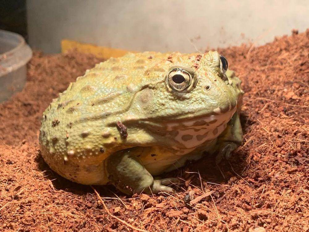 katak banteng afrika (instagram.com/two_green_frogs)