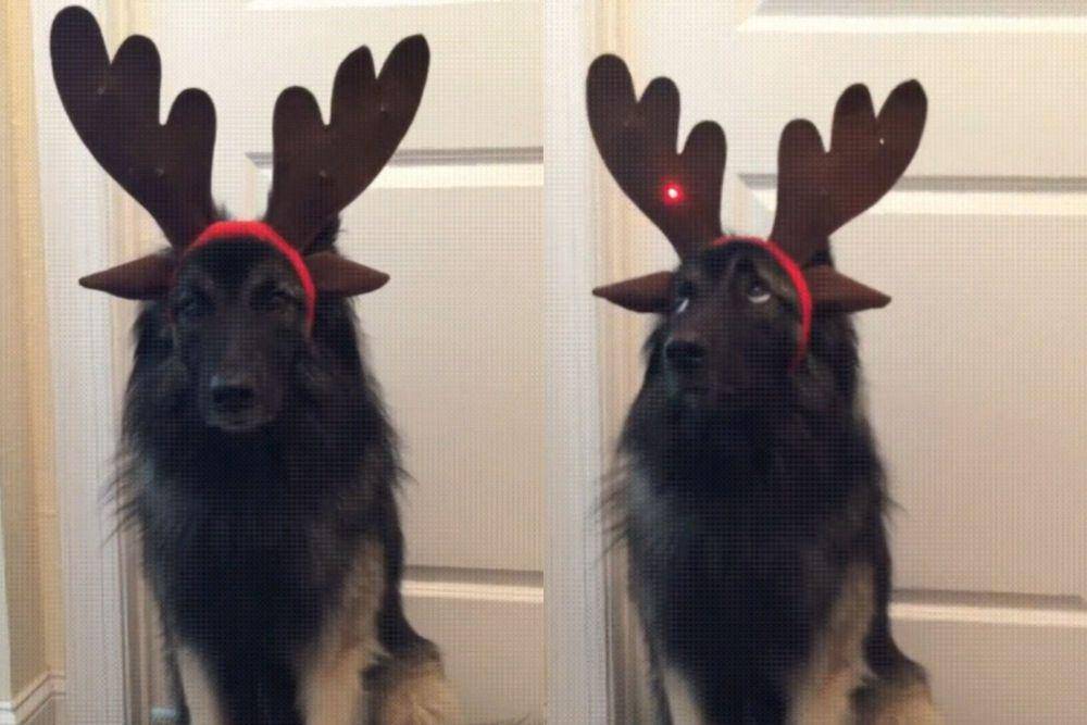 foto lucu anjing pakai hiasan tanduk rusa (reddit.com/GallowBoob)