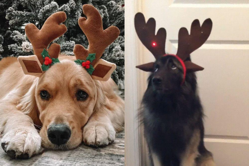7 Foto Lucu Anjing Pakai Tanduk Rusa, Ikut Rayain Natal!