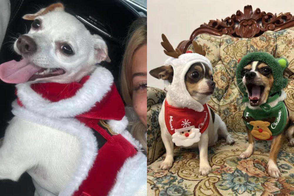 7 Foto Lucu Anjing Chihuahua Rayain Natal dengan Ceria