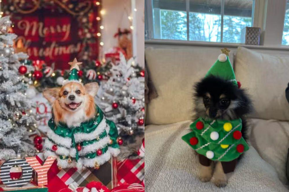 7 Foto Lucu Anjing Cosplay Jadi Pohon Natal, Kostumnya Penuh Warna!