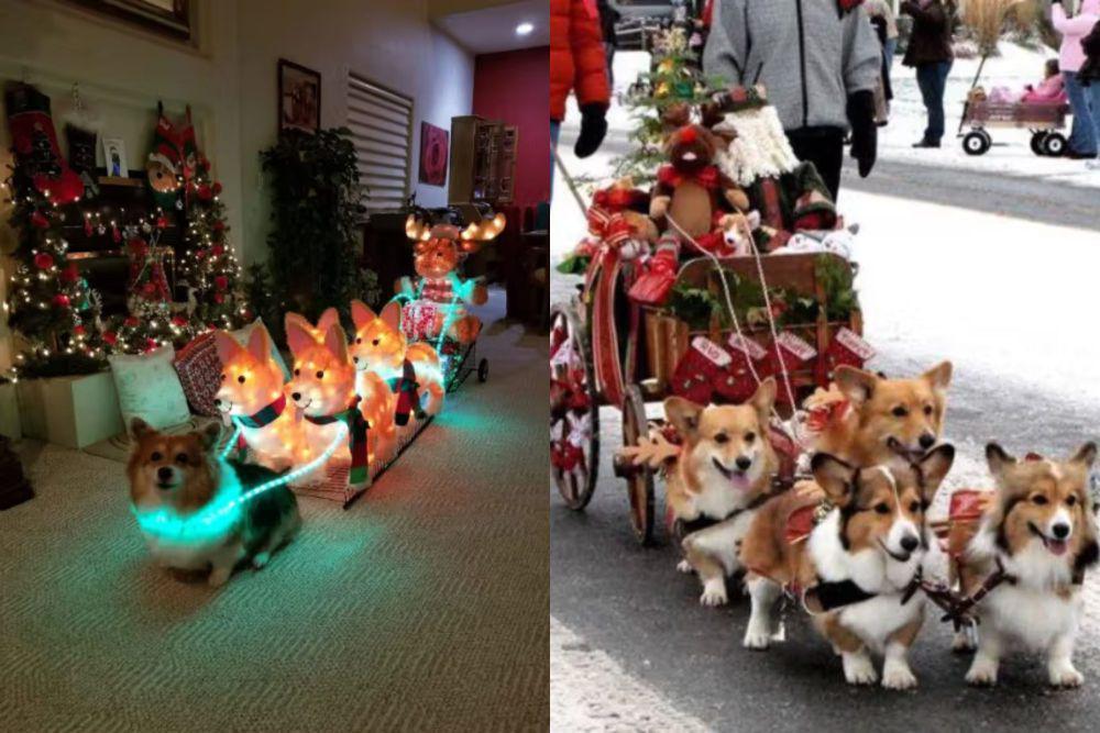 7 Foto Lucu Anjing Jadi Penarik Kereta Santa, Ada Corgi!