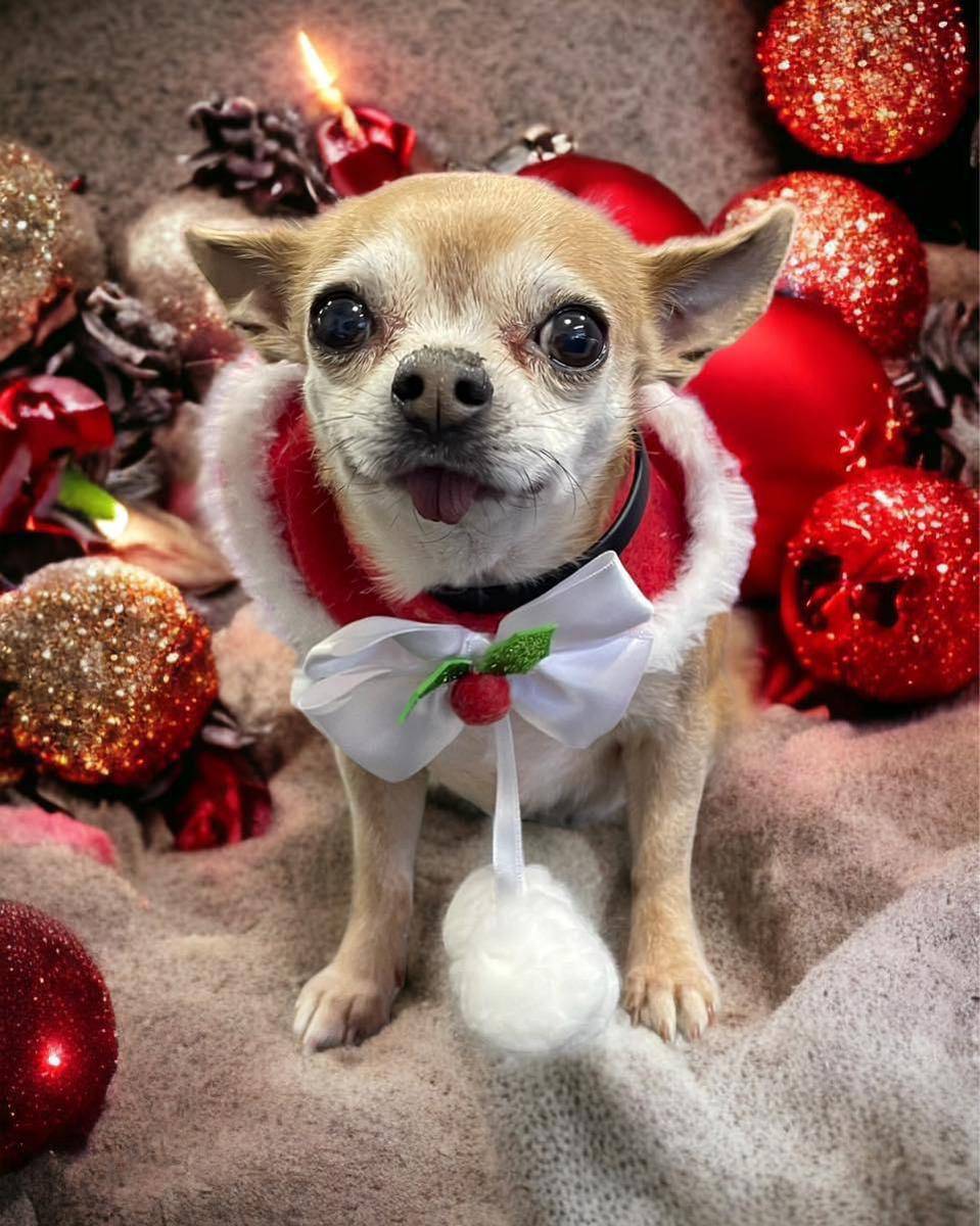 foto lucu anjing Chihuahua rayain Natal (reddit.com/Similar-Marsupial815)