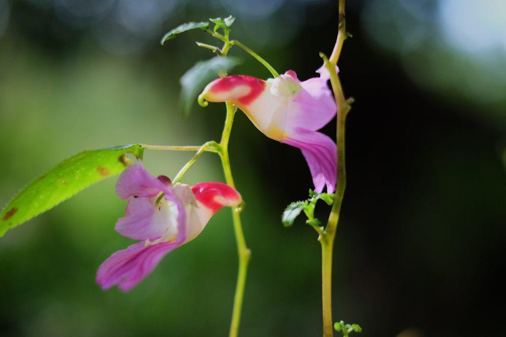 5 Fakta Menarik Parrot Flower, Bentuknya Mirip Burung Beo!